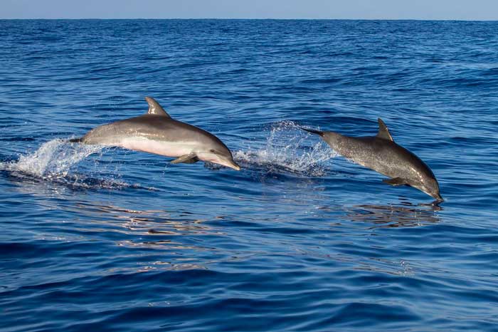 Delfines en una excursión en Isla de Lobos en Fuerteventura