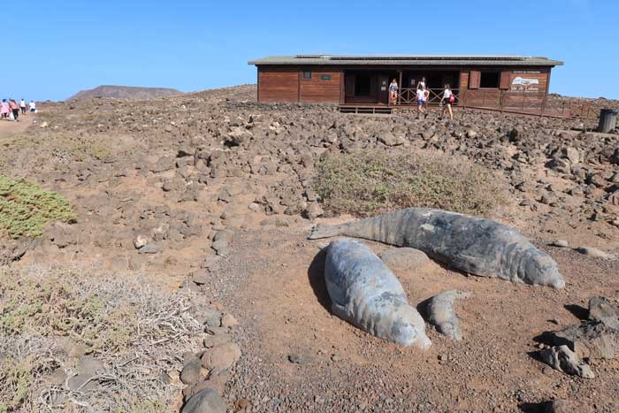 Focas Monje en el Centro de Visitantes de Isla de Lobos en Fuerteventura